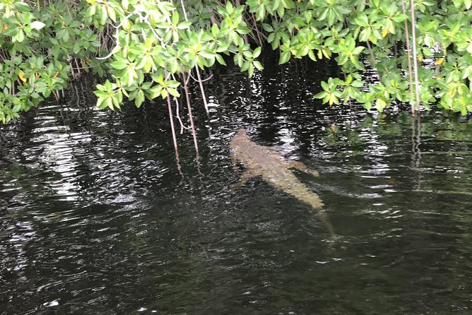 YS Falls, Black River Safari, Floyd's Pelican Bar - Explore YS Falls