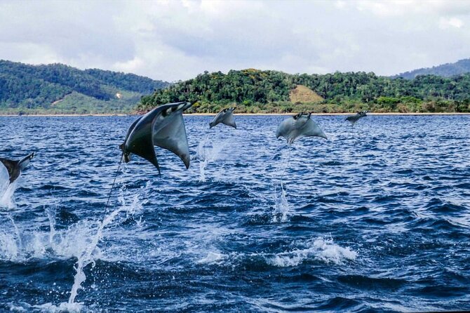 7 Day Adventure and Wildlife Tour in Drake Bay and Osa - Tour Overview and Highlights