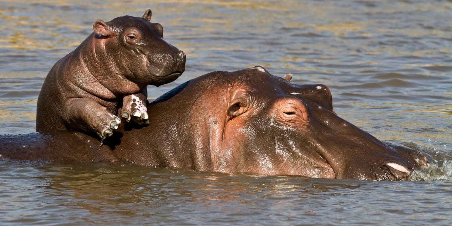 1/2 Day Isimangaliso Boat Safari Tour From Richards Bay - Language and Cancellation Policy