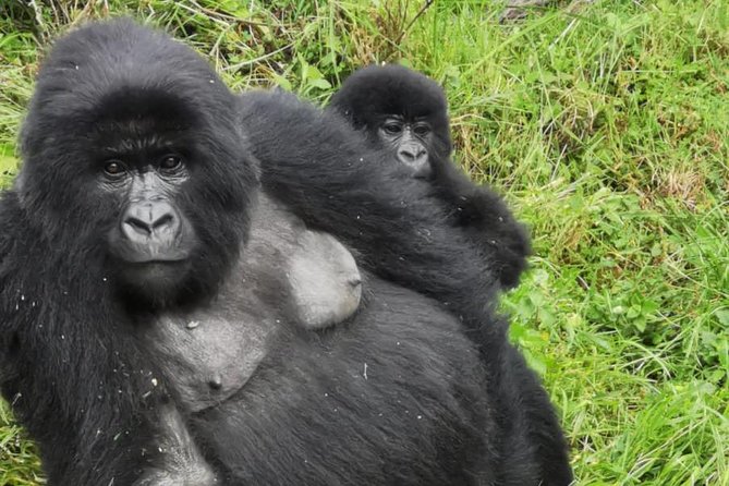 1 Day Gorilla Trekking Mgahinga Gorilla NP & Lake Bunyonyi - Frequently Asked Questions