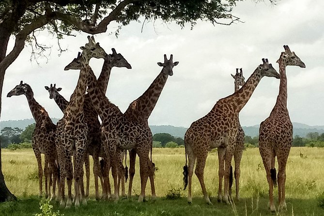 1 Day Safari to Mikumi National Park - Traveler Reviews and Feedback