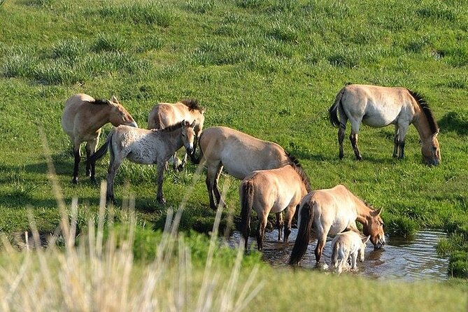 1 Day Semi-Gobi Tour Including Lunch And Free Camel +Bonus Khustai National Park - Camel Ride Experience