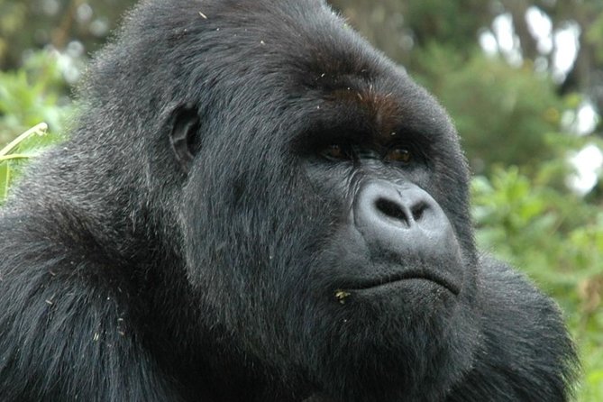 10 Days Uganda Gorilla & Chimpanzee Trekking Safari - Preparing for the Adventure