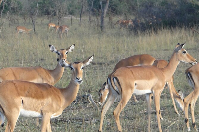 14 Days Uganda Safari Adventure, Gorilla Trekking and WildlifeTour - Witnessing Majestic Wildlife