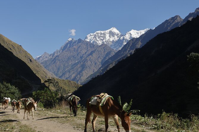 15 Days Manaslu Circuit Trek - Reviews and Experiences