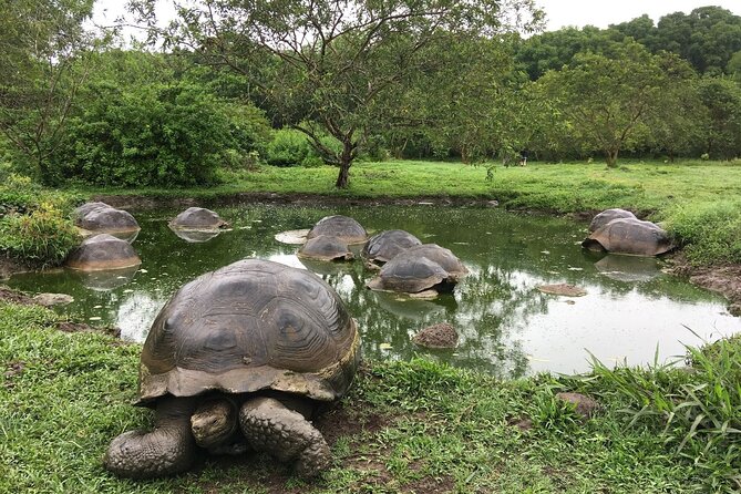 17-DAY Ecuador and Galapagos Islands Hidden Treasure With Boutique Style Hotels - Boutique Accommodations and Dining
