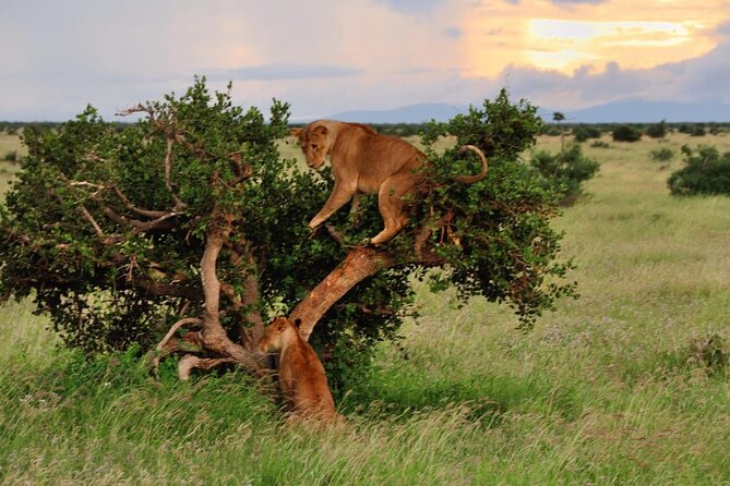 2-Day Private Tour in Masai Mara With Pick up - Booking and Cancellation Policy