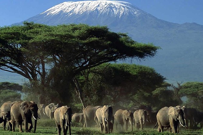2 Days Amboseli National Park Safari- Guarantee Daily Departure - Accommodation and Meals
