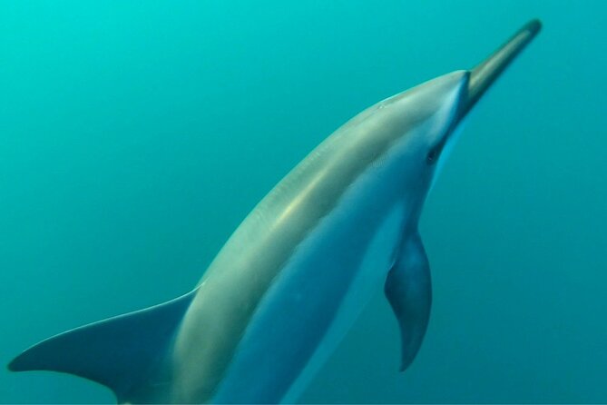 2-Hour Dolphin Excursion in Mauritius - Booking and Cancellation Policy