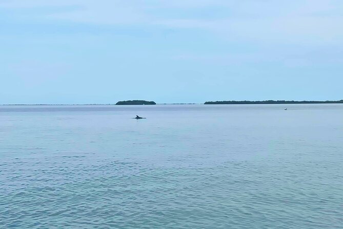 2-Hour Dolphin Watching Tour in Florida - Sum Up