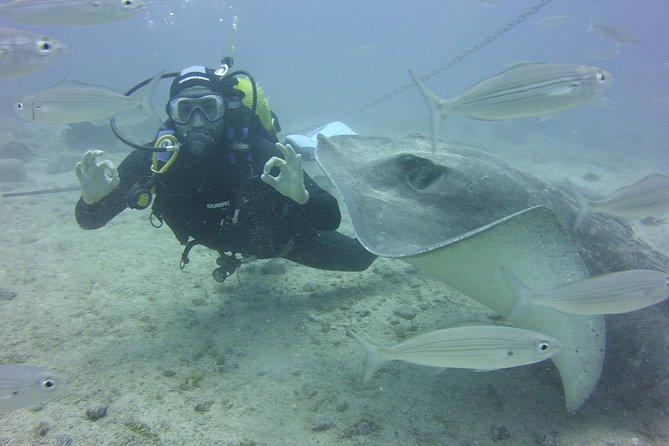 2x Diving Package, on Request Including Refreshment - Exclusive Small-Group Sessions