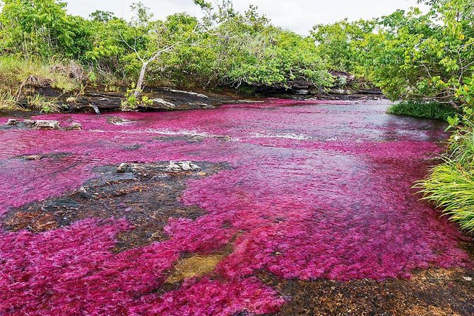 3-Day Caño Cristales (Rainbow River) From Bogotá - Insights From Traveler Reviews