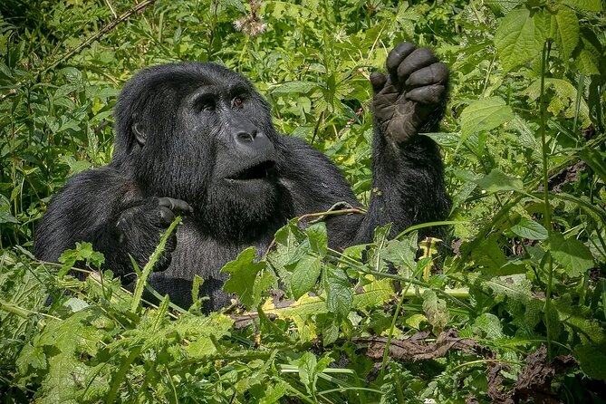 3-Day Gorilla Trekking Safari in Bwindi Impenetrable Forest - Pamoja Tours and Travel