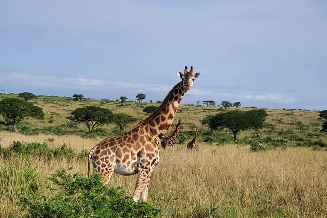 3 Days 2 Nights, Murchison Falls And Wildlife Safari - Frequently Asked Questions