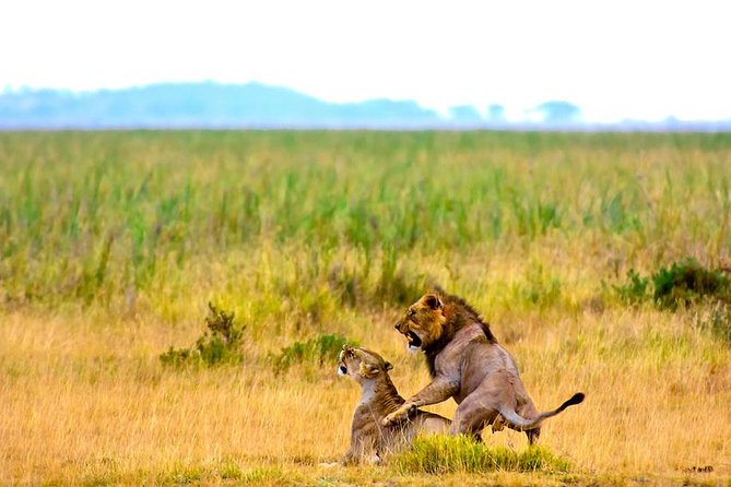 3 Days, 2 Nights Safari to Amboseli National Park From Nairobi - Wildlife Viewing Opportunities