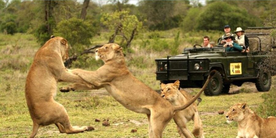 3 Days Big 5 Kruger National Park Safari From Johannesburg