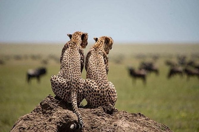 3 Days Fly in Safari - Tips for a Successful Trip