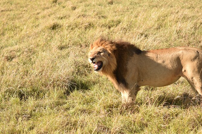 3 Days Gamedrive Safari In Masai Mara From Nairobi - Customer Reviews and Feedback