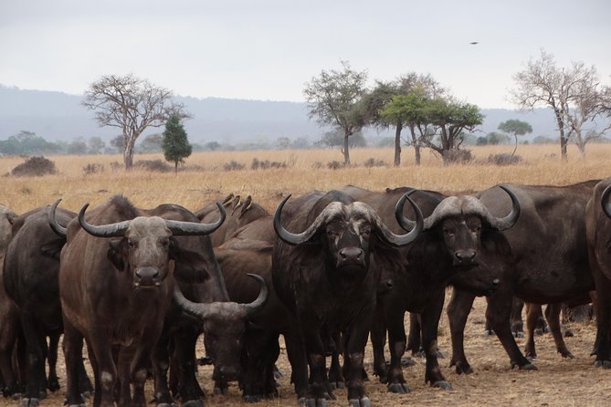3 Days Safari to Mikumi NP - Accommodation Inside the Park - Cancellation Policy and Flexibility