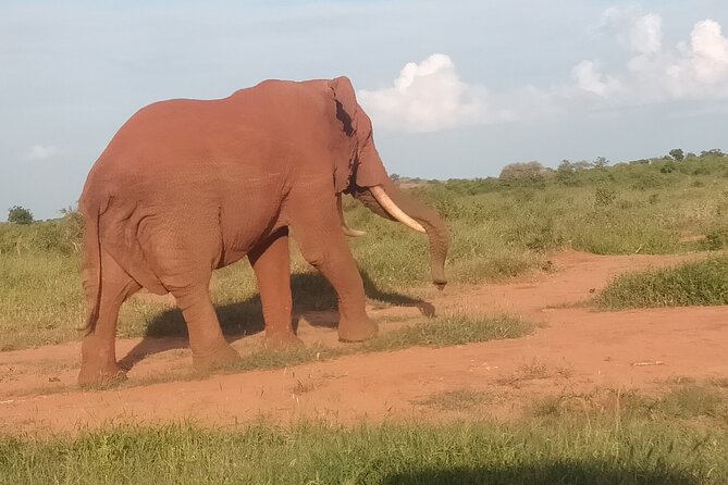 3 Days Safari Tsavo East and Amboseli National Park. - Frequently Asked Questions