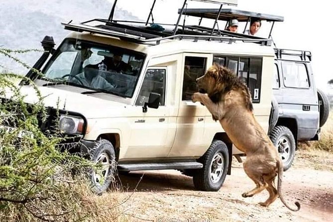 3 Days Tarangire, Manyara & Ngorongoro Joining Group Safari Tour Tanzania - Comparing Prices and Guarantees