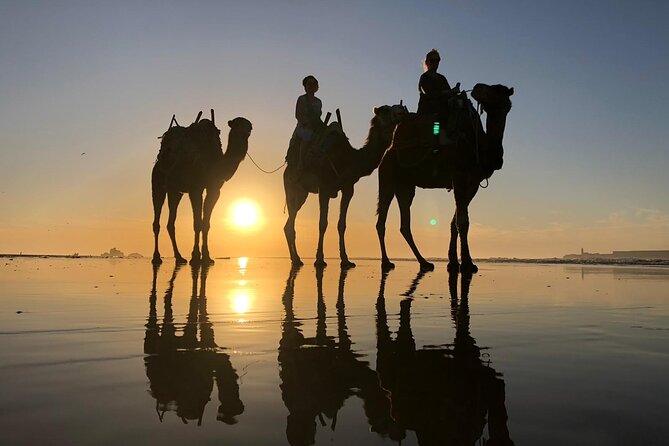 3-Hour Camel Ride at Sunset - Contact and Support