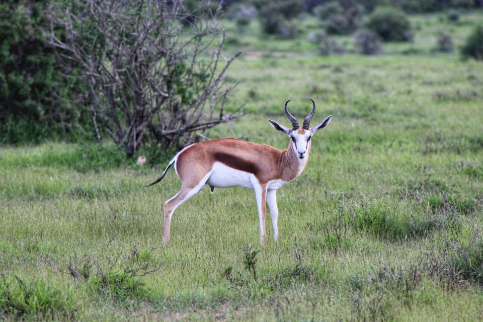 4-Day Addo to Karoo Safari - Cultural Immersion in Nieu Bethesda