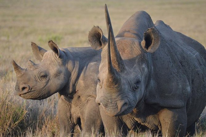 4 Day: Astonishing Group Safari - Booking Information