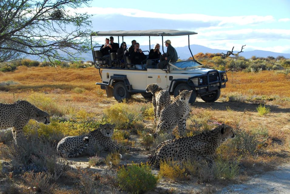 4 Day Cape Town Essential Tour & Big 5 Safari At Inverdoorn - Important Information