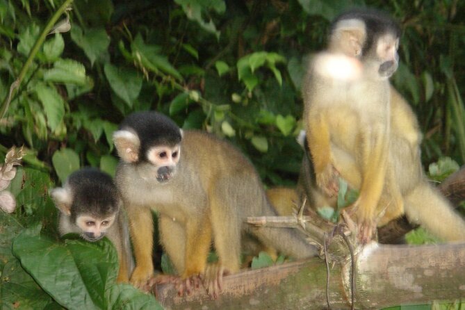 4-Day Private Tour to Manu National Park From Cusco - Traveler Experiences