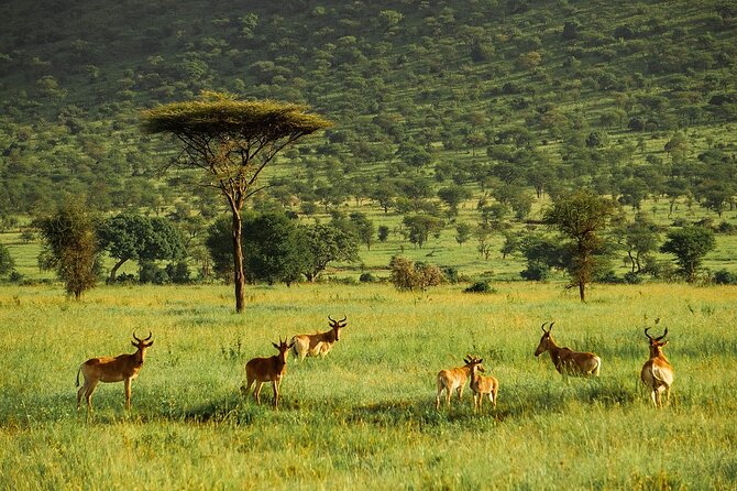 4-Day Serengeti, Ngorongoro, & Lake Manyara Budget Tour - Additional Details