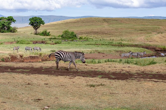 4-day Tanzania Safari - Booking Your Safari Experience