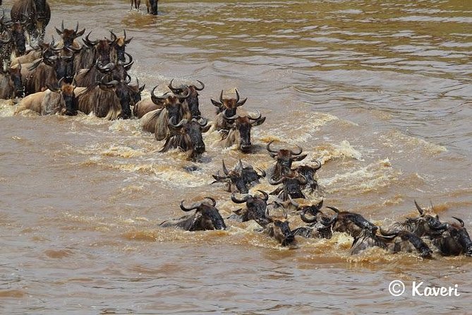 4 Days / 3 Nights Lake Manyara, Ngorongoro and Serengeti - Pricing and Cancellation Information