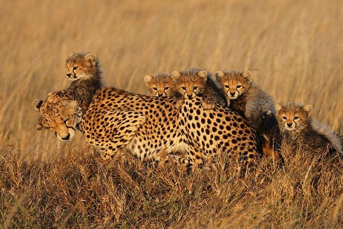 4 Days Best Experience Kilimanjaro Hike, Serengeti &Ngorongoro - Traveler Feedback and Ratings