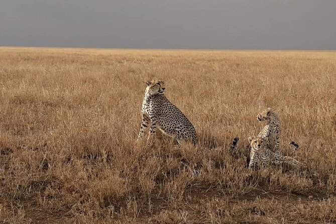 4 Days Group Joining Camping Safari to Tarangire Serengeti Ngorongoro Crater - Customer Experiences
