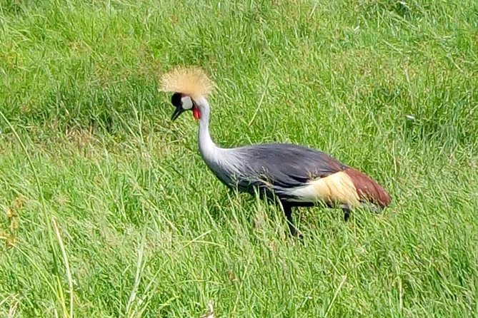 4 Days - Majestic Maasai Mara and Lake Nakuru Safari - Frequently Asked Questions