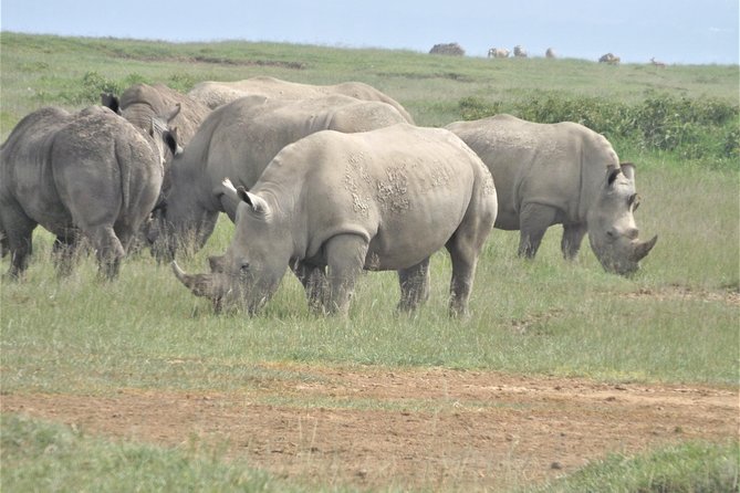 4 Days Masai Mara & Lake Nakuru Budget Safari From Nairobi - Safari Pricing and Booking