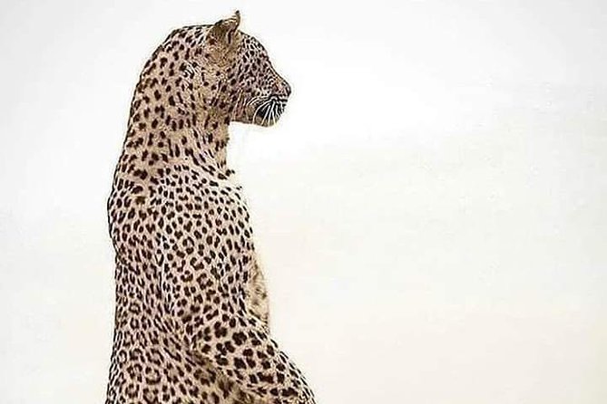 4 Days Tanzania Safari - Frequently Asked Questions
