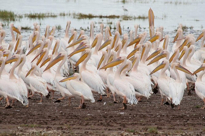 4 Days Tarangire Serengeti Ngorongoro Crater - Accessibility and Group Size