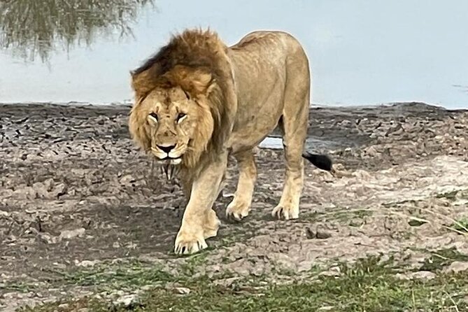 4days 3nights Tsavo East/West and Amboseli(Kilimanjaro)The Big 5 Mini Safari - Customer Feedback and Reviews