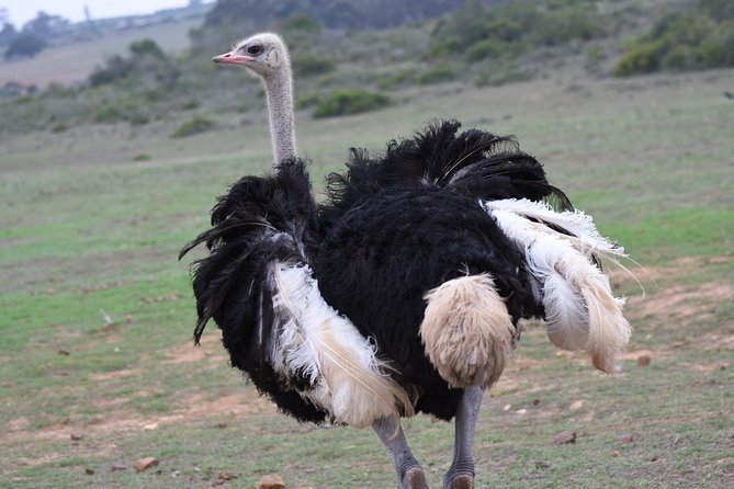 5 Day Garden Route Tour and Addo Elephant National Park - Customer Experiences and Reviews