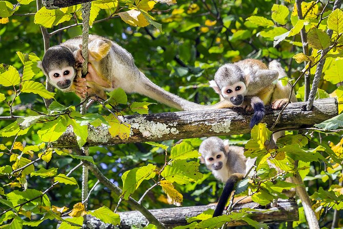 5 Days Cuyabeno Wildlife Reserve Adventure - Wildlife Observation Opportunities
