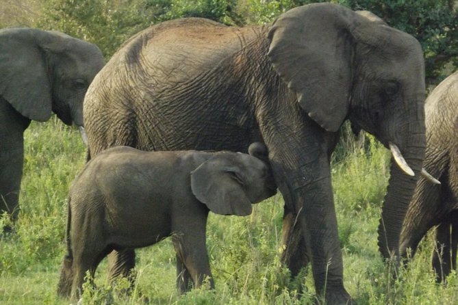 5 Days Ol Pejeta-Lake Nakuru-Masai Mara Mid-Range 4 X 4 Jeep Tour - Frequently Asked Questions