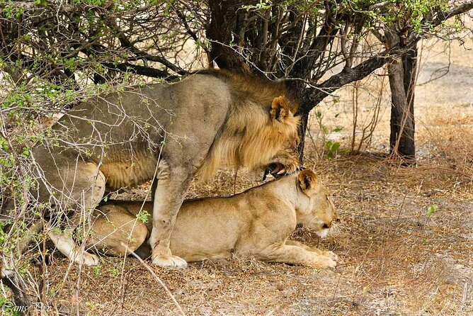5-Days Selous Game Reserve and Mikumi National Park Tour - Booking Information