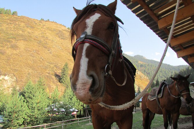 5 Days Sightseeing and Skiing Trip in Kyrgyzstan - Traveler Feedback and Reviews