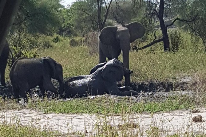 5 Days Tarangire, Serengeti, Ngorongoro & Manyara Mid-Range Camping Safari Tour - Traveler Considerations