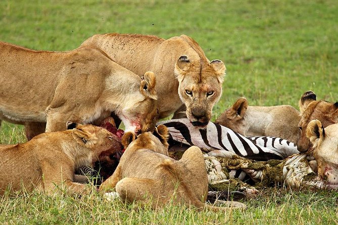 6 Day Tanzania Wildlife Mid Range Safari - Pricing and Cancellation Policy