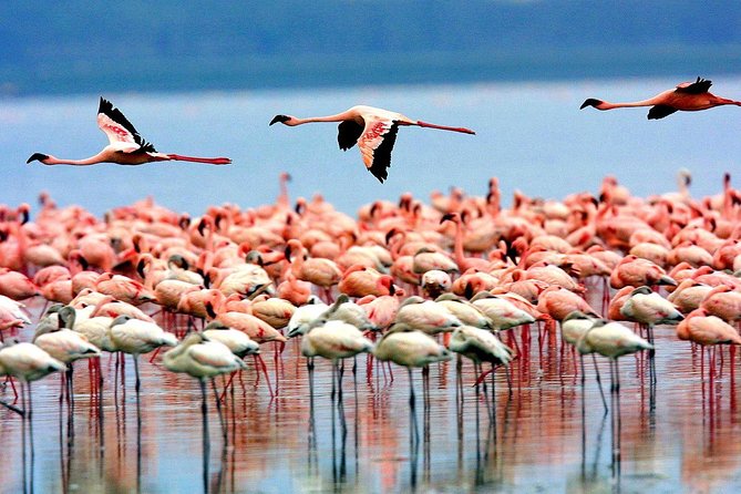 6 Days 5 Nights Lodge Safari Tarangire, Manyara, Serengeti & Ngorongoro Crater - Wildlife in Serengeti