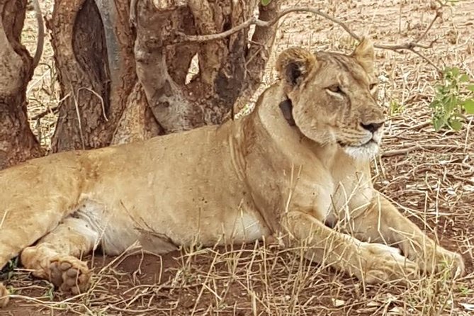 6 Days Joining Group Safari to Tarangire,Serengeti,Ngorongoro & Manyara Tanzania - Itinerary and Highlights