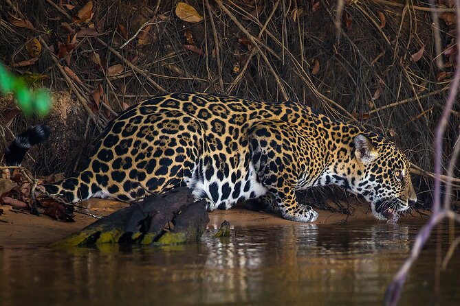 6 Days Pantanal and Jaguar Safari Departing From Cuiaba - Pricing and Policies